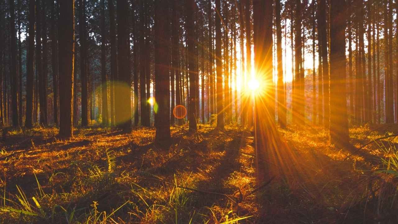 Nature trees and sunlight