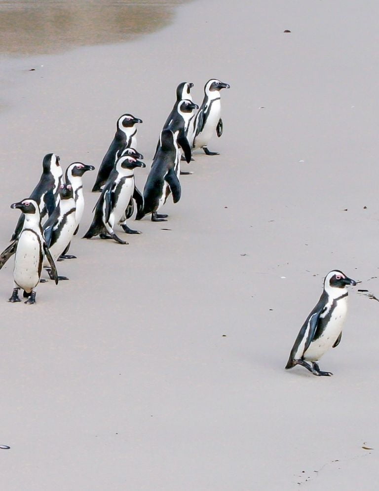 group of penguins with a leader