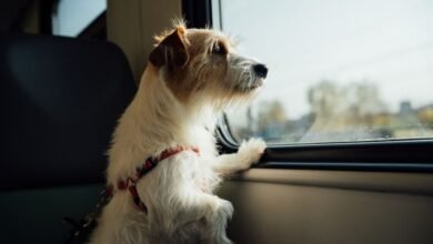dog travel